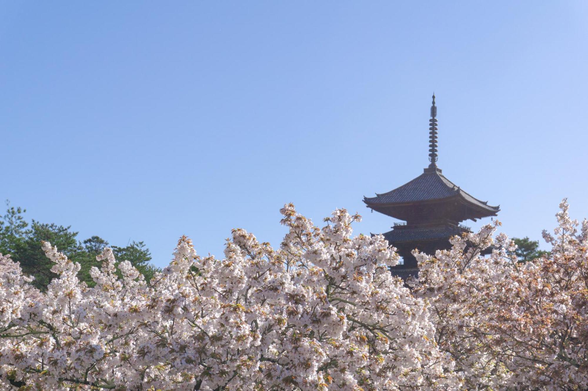 Tokyu Stay Kyoto Sakaiza Shijo Kawaramachi Zewnętrze zdjęcie