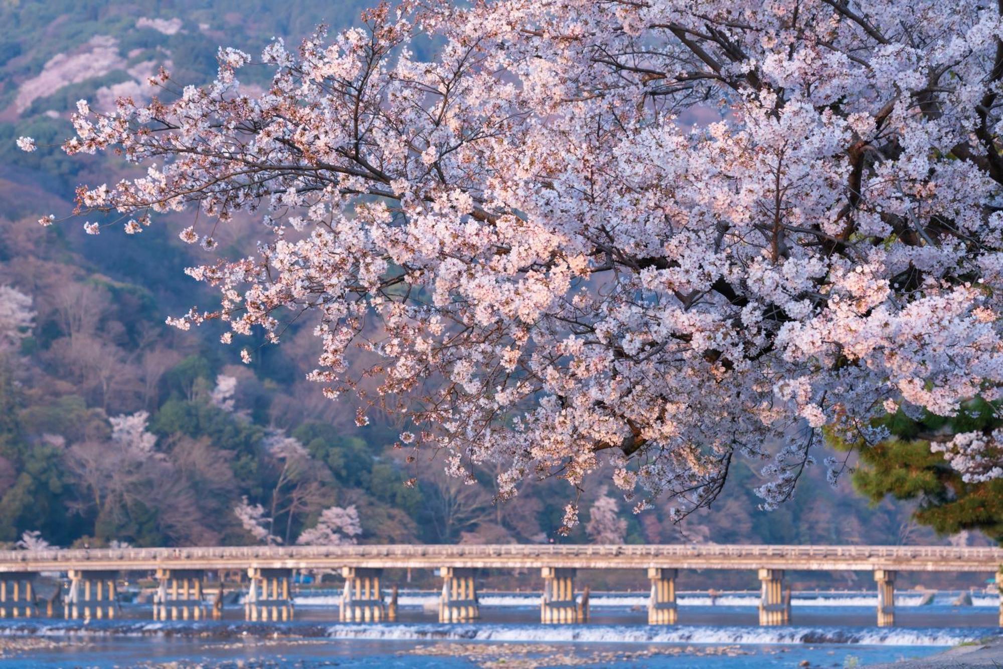 Tokyu Stay Kyoto Sakaiza Shijo Kawaramachi Zewnętrze zdjęcie